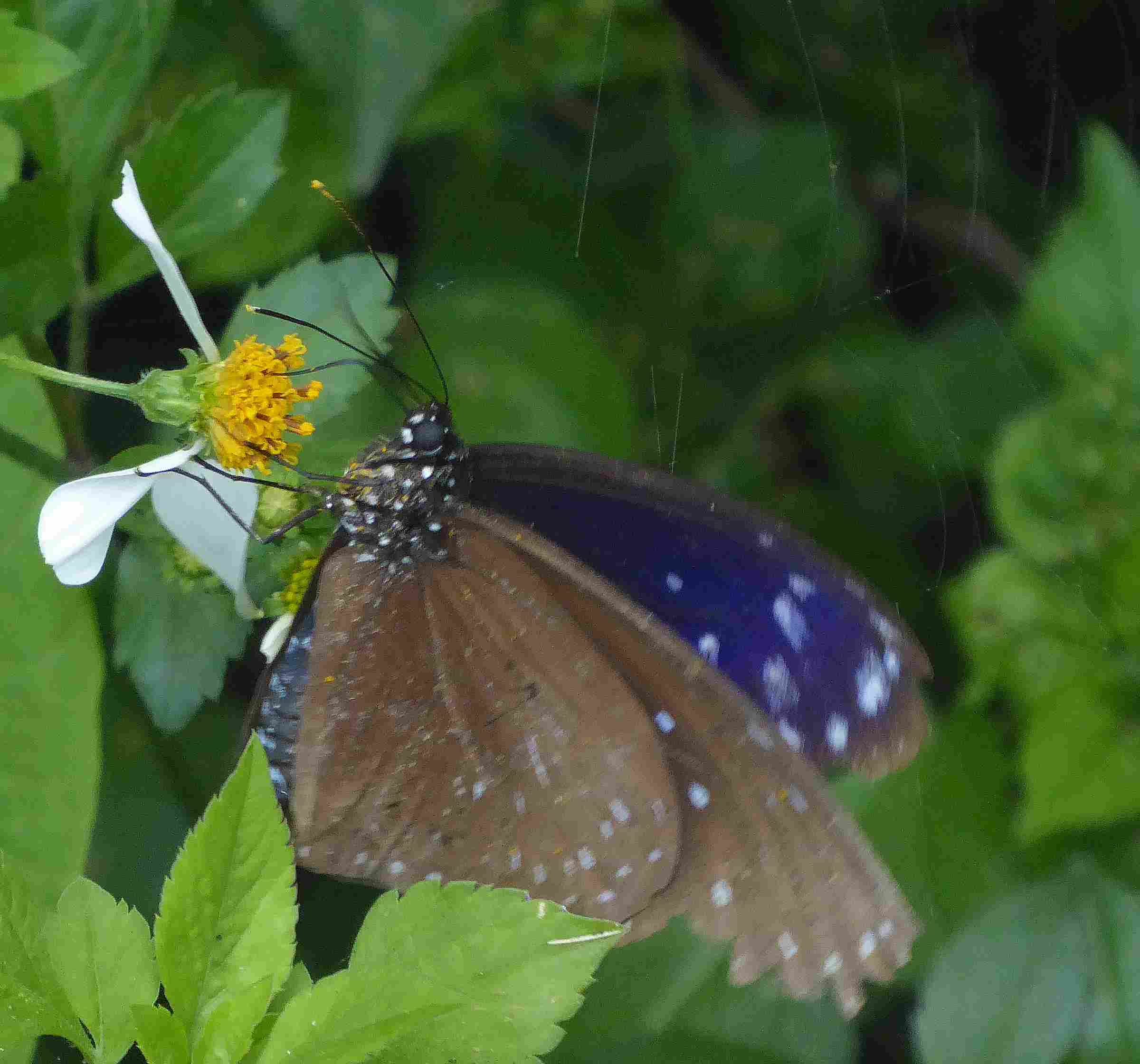 Euploea mulciber barsine Euploea mulciber barsine